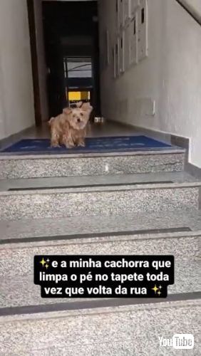 足を拭くワンコ