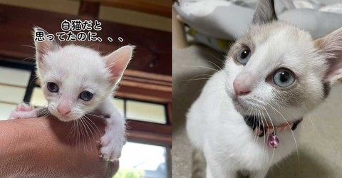 白猫だと思ってたのに→「メークみたいな模様が出てきた」　猫の成長ビフォーアフターに「どっちのときも美猫」の声