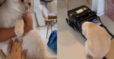 大好きな息子の登校を、猫が必死に妨害して……　ランドセルに無理やり入る姿に「愛だね」「可愛いが大渋滞」