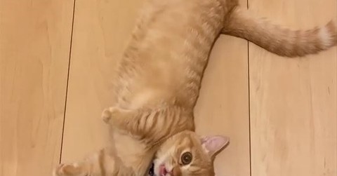 飼い主帰宅に、愛猫が猛ダッシュでお出迎え！　止まらぬおしゃべりに「こんなお出迎えされてみたい」「たまらん」と反響