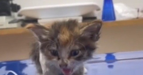 瀕死の子猫を保護、獣医師に「難しいかも」と言われたが……　かわいい甘えん坊になったビフォーアフターに感動と感謝の声
