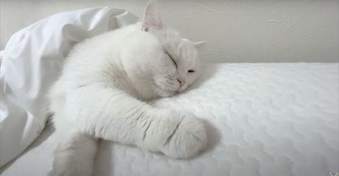 愛猫とお昼寝しようとしたら……爆速で猫ちゃんが消え去るハプニング発生！　まさかの理由に爆笑する人続出