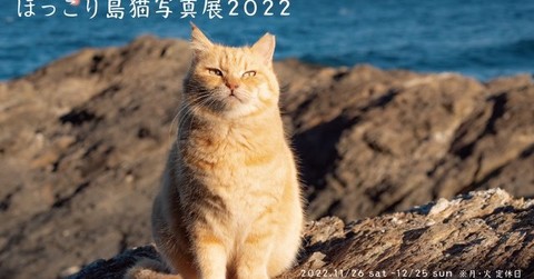 島民たちに愛され、のびのびと暮らす猫ちゃんたち　旅先での出会いをおさめた「ほっこり島猫写真展2022」開催