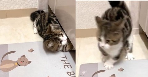 「いたずら見られた時の猫の反応がこちら」　謎の高速カニ歩きで逃走する様子に「逃げ方アニメやん！w」の声