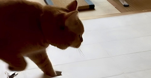 障子の張り替え準備をしていたら……愛猫がノリッノリ！　リズムをとるように破りまくる姿がめちゃくちゃ楽しそう