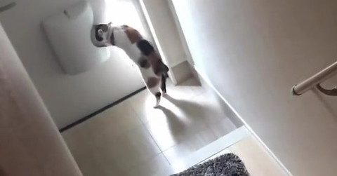 猫がドアポストから郵便を取り出し、向かった先は……　飼い主に届けてくれる“かわいいお手伝い”が194万回再生を突破