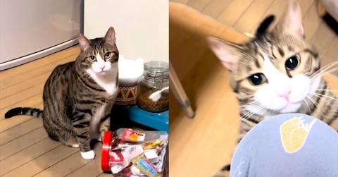 大好きな次男と間違えて母ちゃんに抱きついた猫→気付いた瞬間……　思いっきり「間違えた」感を出す様子が笑っちゃう