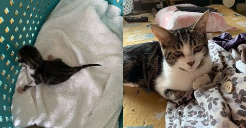 通勤中、夫がヘソの緒付きの子猫を保護→自宅と会社の往復で必死に育て……　たくましいビフォーアフターに目頭が熱くなる