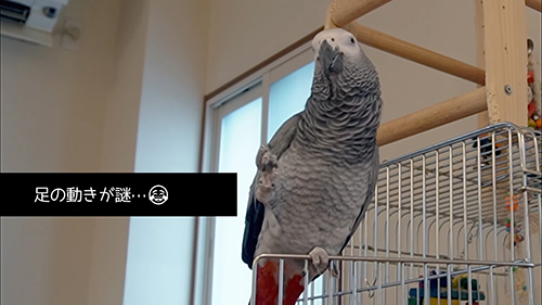 脚の動きが謎