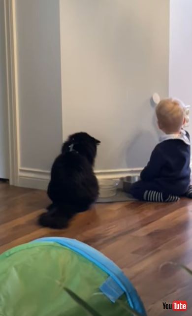 お水で遊ぶ赤ちゃんと見守る猫