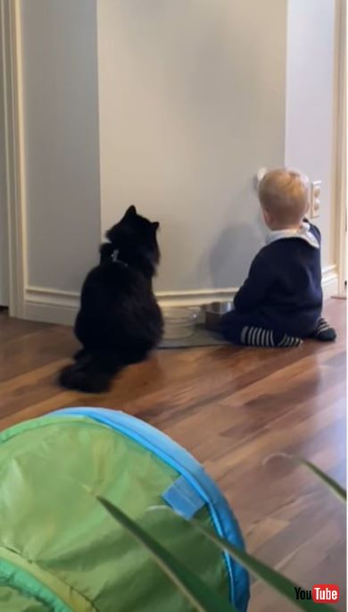 お水で遊ぶ赤ちゃんと見守る猫