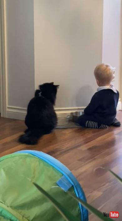 お水で遊ぶ赤ちゃんと見守る猫