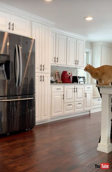 勢いをつける猫