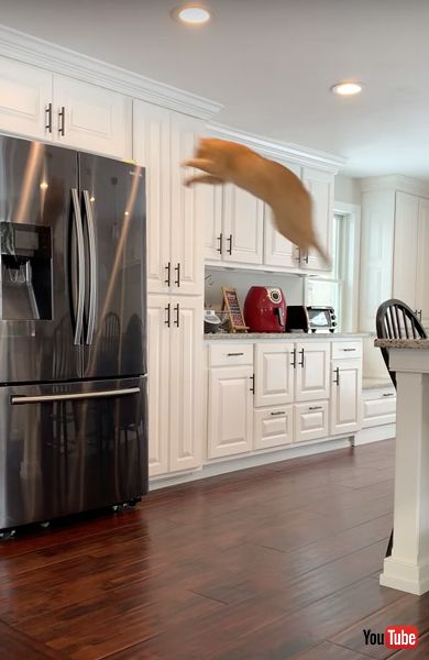 テーブルから冷蔵庫に飛び移る猫