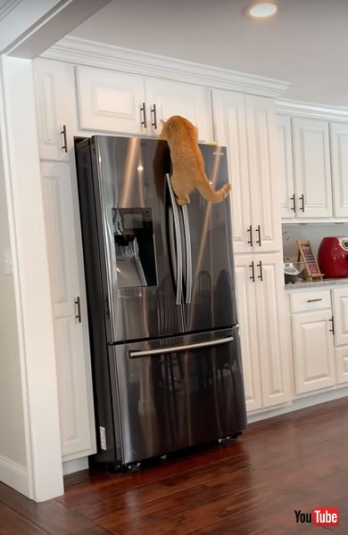 テーブルから冷蔵庫に飛び移る猫