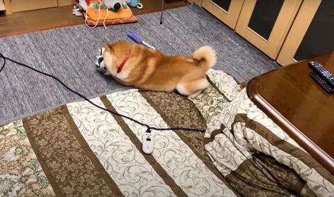 しょぼんする柴犬