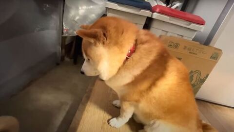 しょんぼり横顔