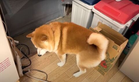 立ち上がるらんまるくん