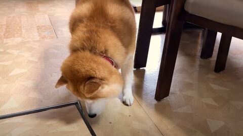 床の匂いをかぐ