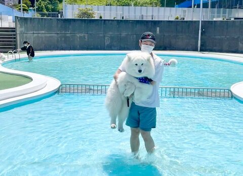 抱きかかえられてるサモエド