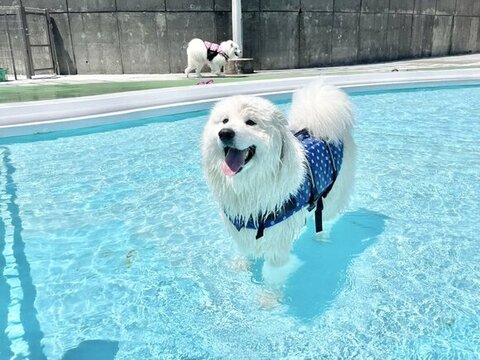 プール後の表情