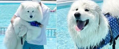 ビフォアフのサモエドの表情トリミング