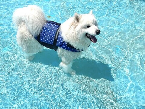 プールで横からのアングルのサモエド