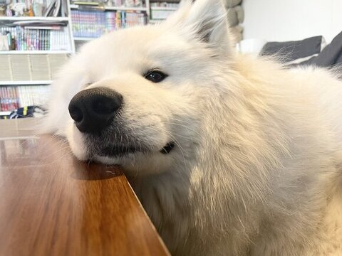 テーブルにアゴのせてる