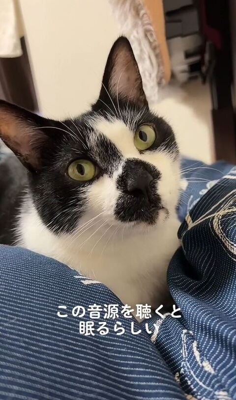 音楽聴いてる猫