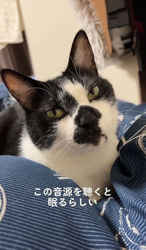 目をあける猫
