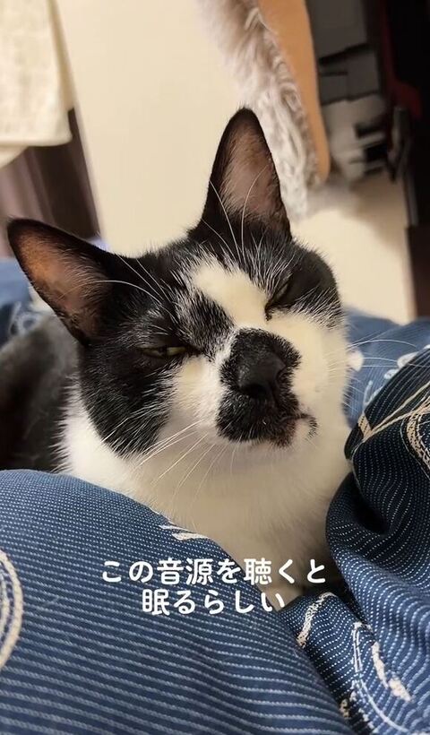 目が閉じそうな猫