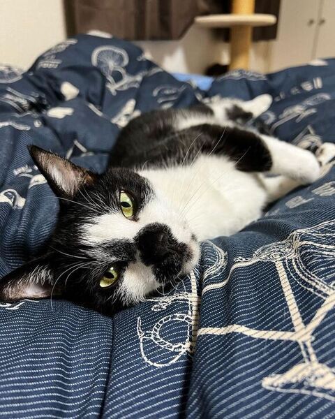 寝転がってこっちを見る猫