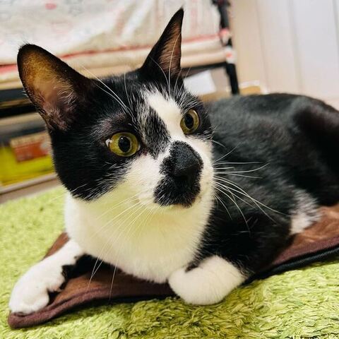 横を向いてる猫