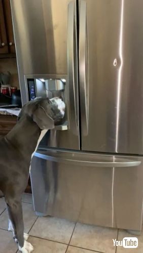 氷を待つ犬