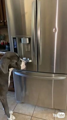 氷が落ちてくるのを確認する犬