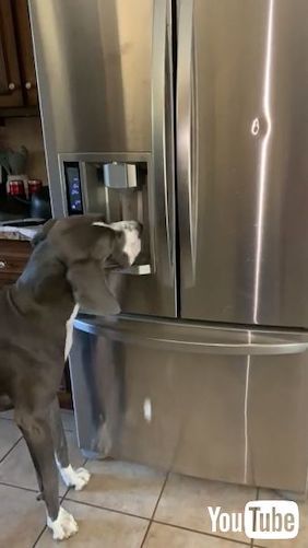 落ちてきた氷を食べる犬