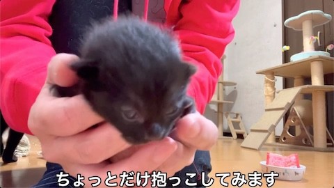 子猫を抱きしめる投稿者