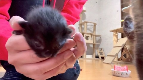 抱かれてもスルーする親猫