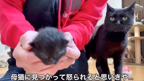 子猫に近づく親猫
