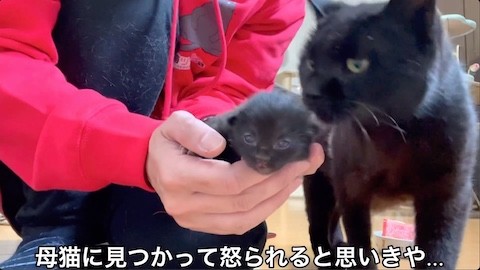子猫の様子を伺う親猫
