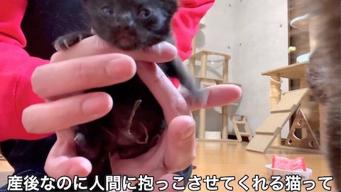へその緒がついたままの子猫