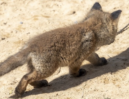影で遊ぶ子ギツネ