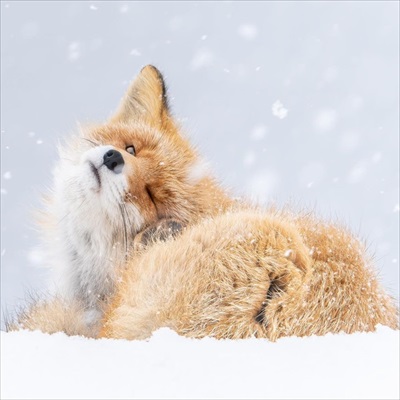 影で遊ぶ子ギツネ