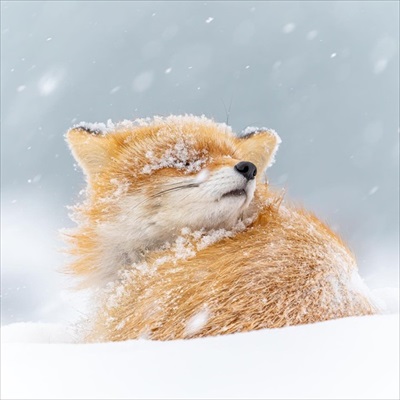 影で遊ぶ子ギツネ