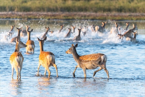影で遊ぶ子ギツネ