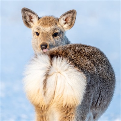 影で遊ぶ子ギツネ