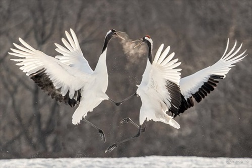 影で遊ぶ子ギツネ