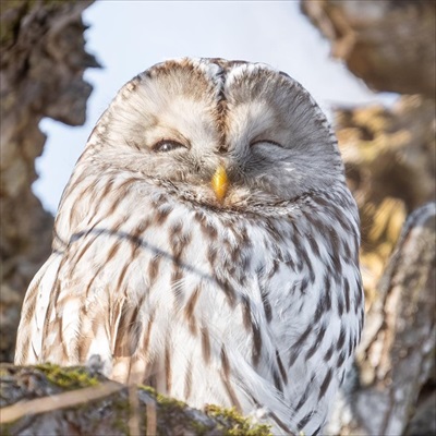 影で遊ぶ子ギツネ