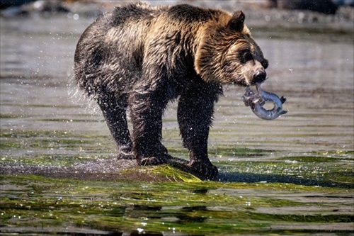 影で遊ぶ子ギツネ