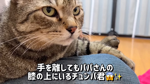 膝の上にいるチュンパくん